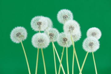 Dandelion flower on green color background, group objects on blank space backdrop, nature and spring season concept.