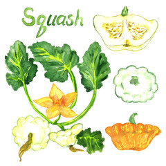 Squash plant with flowers, leaves and ripe squashes variety and cut slice, isolated hand painted watercolor illustration