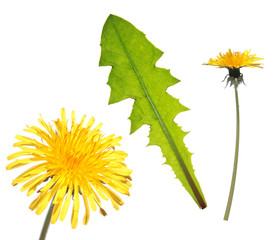 Dandelion leaf and flower isolated on white background