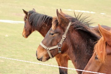 Obraz premium Horses on a pasture