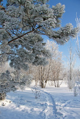 Trodden path in snow-covered Siberian park