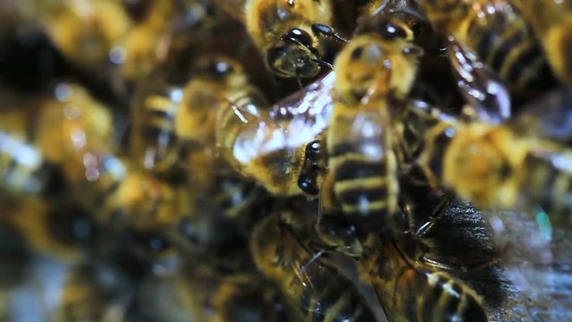 abeilles ruche  slow motion 