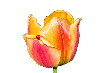 Fototapeta fully developed orange-yellow tulip flower enlarged into the entire frame on a white background zoom on full frame obraz