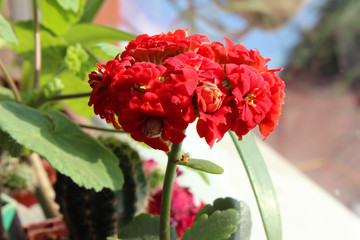 Red Kalanchoe on windowsill, blooming flower