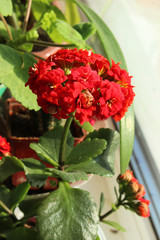 Red Kalanchoe on windowsill, blooming flower