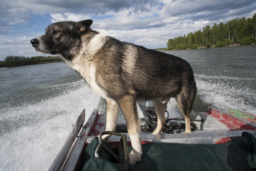 A dog traveling down the river on a motor boat. The river Moma. Yakutia. Russia.