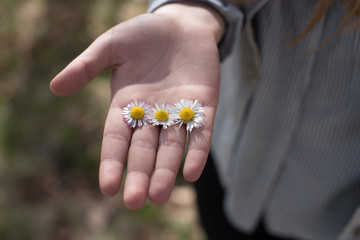 daisies in hand 