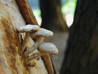 Mushrooms on the tree