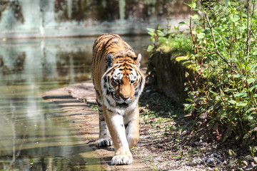 Tiger - Panthera tigris