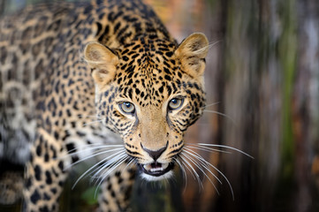 Naklejka na ściany i meble Leopard in nature