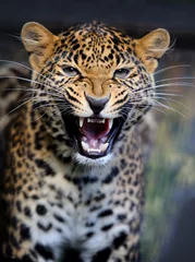 Abwaschbare Fototapete Panther Leopard in der Natur