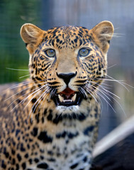 Naklejka premium Leopard in nature