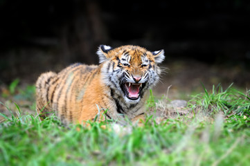 Tiger cub in grass