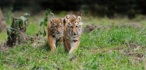 Tiger cub in grass