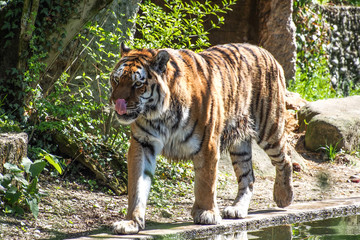 Tiger - Panthera tigris