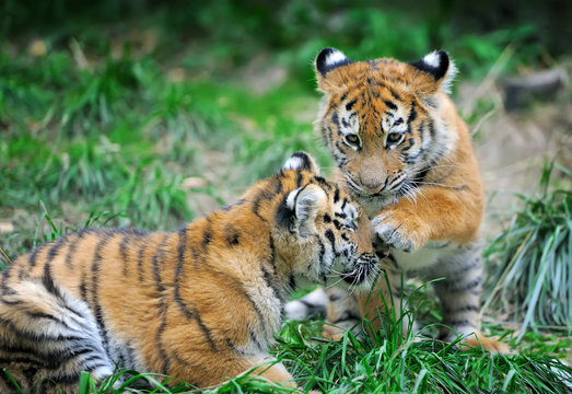 Fototapeta Tiger cub in grass