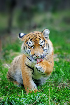Fototapeta Tiger cub in grass