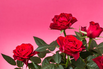 Close-up of red roses on a pink background.