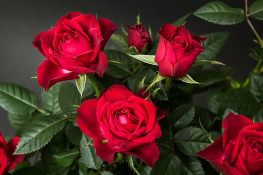 Close-up of red roses on a black background.