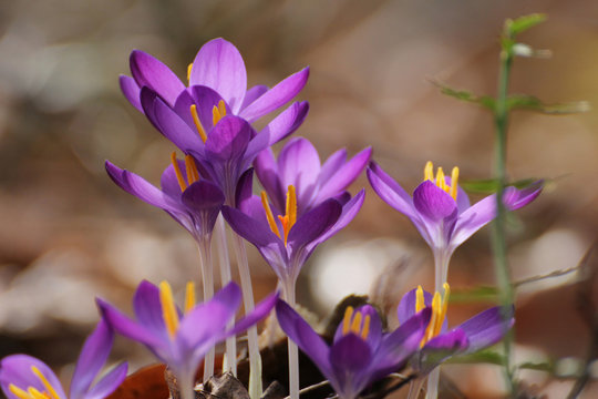 Krokus