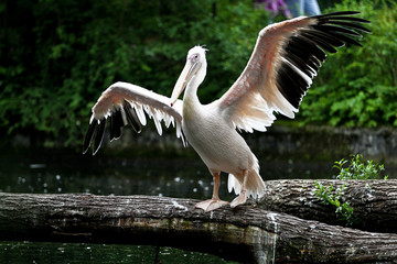 Rosa Pelikan - Pelecanus onocrotalus