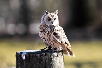 Waldohreule - Asio otus