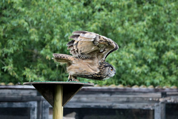 Uhu - Bubo bubo