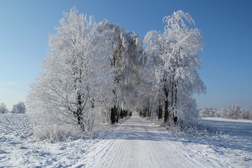 Winter landscape with road and birches