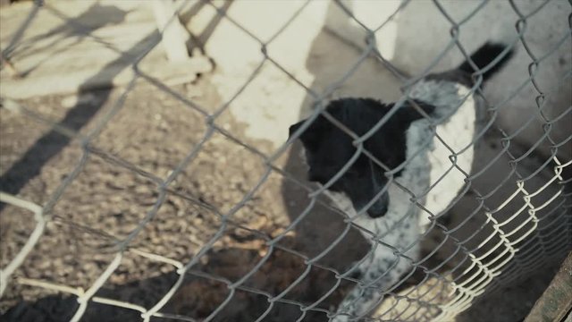 A sad dog in his cage at a animal shelter waiting to be adopted.