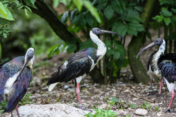 Stachelibis - Strohhalsibis