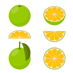 Icon Grapefruit white.  Vector illustration.