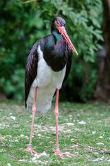 Schwarzstorch - Ciconia nigra