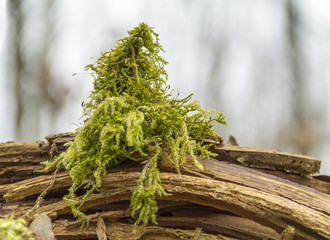 green moss detail