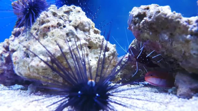 ricci e pesci in acquario