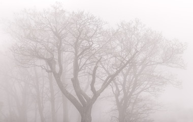 Fototapeta premium Trees in the fog - Shenandoah
