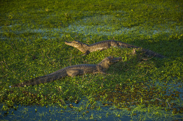 Black Caiman, Argentina, Ibera