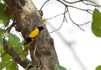 Golden Oriole perched on a tree