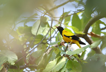 Golden Oriole