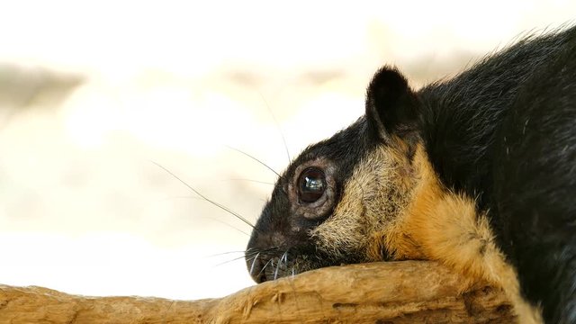 

Black giant squirrel, Malayan giant squirrel (Ratufa bicolor) on branch in tropical rain forest. 