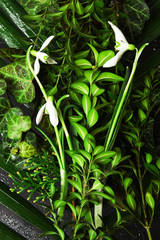 Snowdrops in a glass