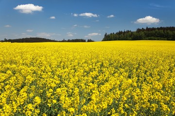 Fototapeta premium golden field of flowering rapeseed, canola or colza