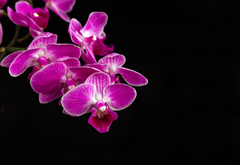 Fototapeta na wymiar Flowering branch of Orchid falenopsis on black background 