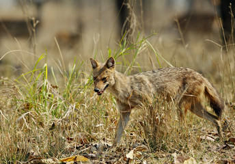 The Indian Jackal
