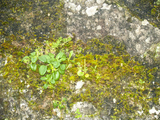 Natural texture of moss on a stone wall
