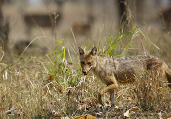  Indian Jackal