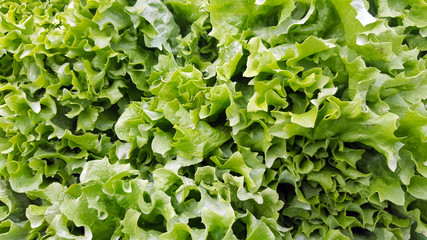 Fresh green leaf lettuce background