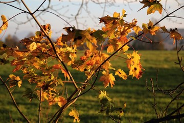 Branch with maple leaves at sunset