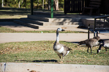 Leucistic goose at the park. 