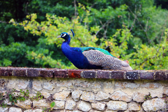 Peacok on a wall