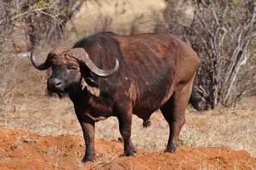 Fototapeta premium Kaffernbüffel am Wasserloch